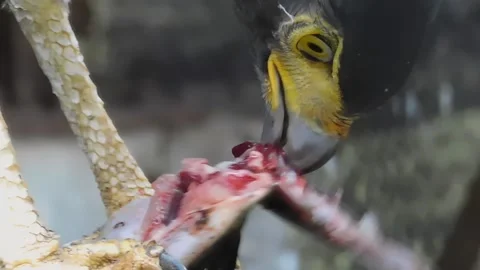 Eagle-Eating Scene Stock Footage 236392258