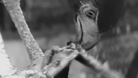 Eagle Eating Scene - Monochrome Stock-Footage 236392202