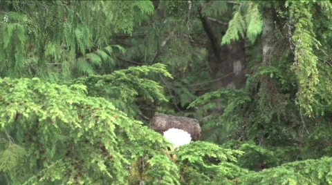 Eagle eating in tree Stock Footage 199664