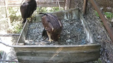 Eagle eating while his mom whatching at him Stock Footage 159062152