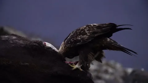 Eagle eats cow. Eastern Rhodopes rock with eagle. Flying bird of prey golden eag Stock Footage 164316284