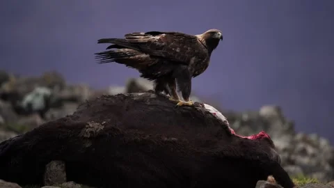 Eagle eats cow. Eastern Rhodopes rock with eagle. Flying bird of prey golden eag Stock Footage 164316769