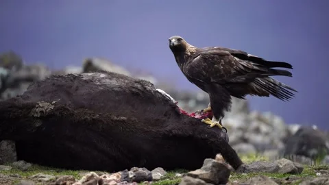 Eagle eats cow. Eastern Rhodopes rock with eagle. Flying bird of prey golden eag Vidéo 164317444