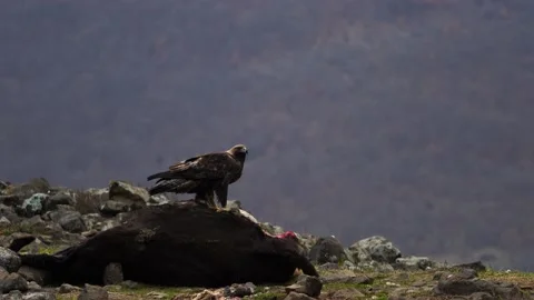 Eagle eats cow. Eastern Rhodopes rock with eagle. Flying bird of prey golden eag Stock Footage 164318281