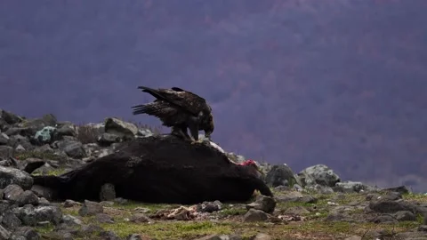 Eagle eats cow. Eastern Rhodopes rock with eagle. Flying bird of prey golden eag Stock Footage 164318613