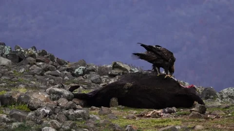 Eagle eats cow. Eastern Rhodopes rock with eagle. Flying bird of prey golden eag Stock Footage 164318883