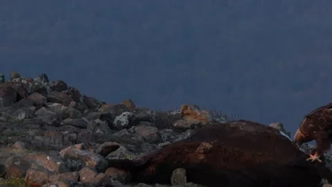 Eagle eats cow. Eastern Rhodopes rock with eagle. Flying bird of prey golden eag Vidéo 164319055