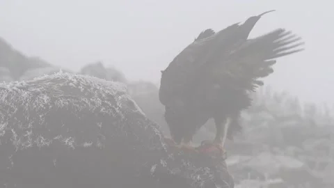 Eagle eats cow. Eastern Rhodopes rock with eagle. Flying bird of prey golden eag Stock Footage 164319925