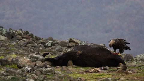 Eagle eats cow. Eastern Rhodopes rock with eagle. Flying bird of prey golden eag Video stock 164319961