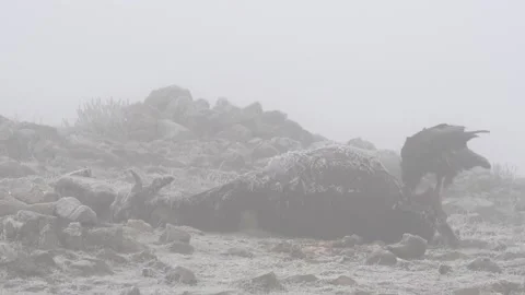Eagle eats cow. Eastern Rhodopes rock with eagle. Flying bird of prey golden eag Video stock 164320391