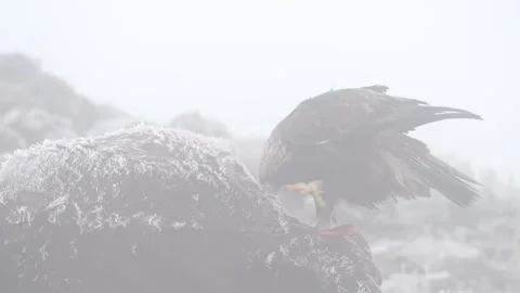 Eagle eats cow. Eastern Rhodopes rock with eagle. Flying bird of prey golden eag Stock Footage 164320631