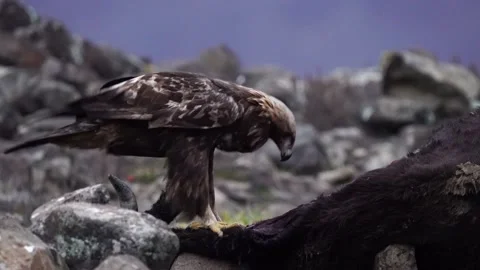 Eagle eats cow. Eastern Rhodopes rock with eagle. Flying bird of prey golden eag Video stock 164322066