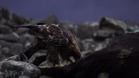 Eagle eats cow. Eastern Rhodopes rock with eagle. Flying bird of prey golden eag Vidéo 164322124