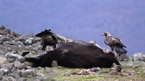 Eagle eats cow. Eastern Rhodopes rock with eagle. Flying bird of prey golden eag Stock Footage 164322687