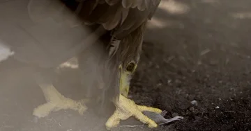 Eagle eats mouse 4k Stock Footage 85732759