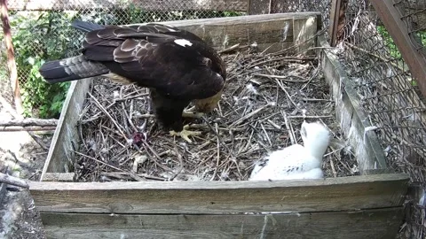 The eagle eats up the remains if after its cub Stock Footage 155491653