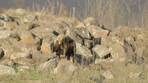 Eagle eats in the stones. Eagle and cow calf carcass. Bird feeding behaviour in  Stock Footage 164544611