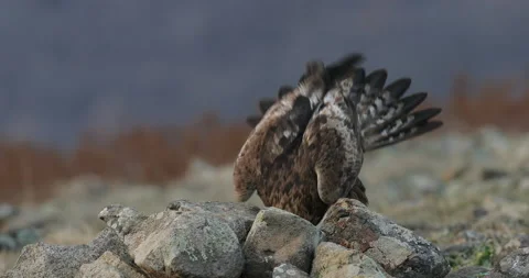 Eagle eats in the stones. Eagle and cow calf carcass. Bird feeding behaviour in  Stock Footage 164546454
