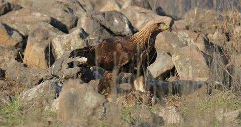 Eagle eats in the stones. Eagle and cow calf carcass. Bird feeding behaviour in  Stockbeeldmateriaal 164547614