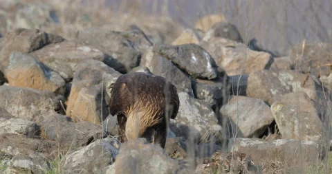 Eagle eats in the stones. Eagle and cow calf carcass. Bird feeding behaviour in  Video stock 164550072