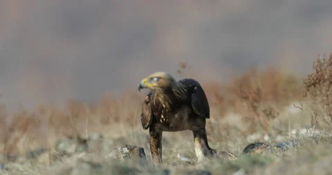 Eagle eats in the stones. Eagle and cow calf carcass. Bird feeding behaviour in  스톡 동영상 164552200