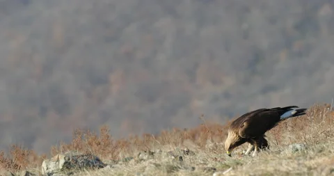 Eagle eats in the stones. Eagle and cow calf carcass. Bird feeding behaviour in  Vidéo 164553771