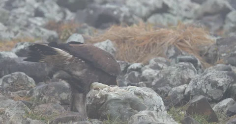Eagle eats in the stones. Eagle and cow calf carcass. Bird feeding behaviour in  Video stock 164553943