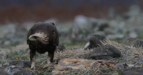 Eagle eats in the stones. Eagle and cow calf carcass. Bird feeding behaviour in  Video stock 164556128