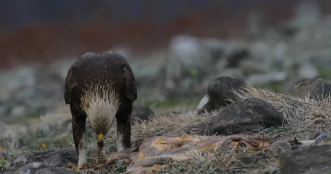 Eagle eats in the stones. Eagle and cow calf carcass. Bird feeding behaviour in  Video stock 164556992
