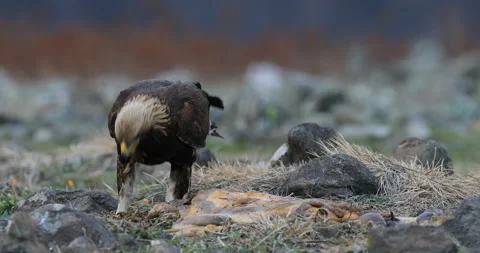 Eagle eats in the stones. Eagle and cow calf carcass. Bird feeding behaviour in  Stock Footage 164559776