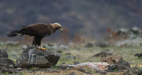 Eagle eats in the stones. Eagle and cow calf carcass. Bird feeding behaviour in  Video stock 164560186