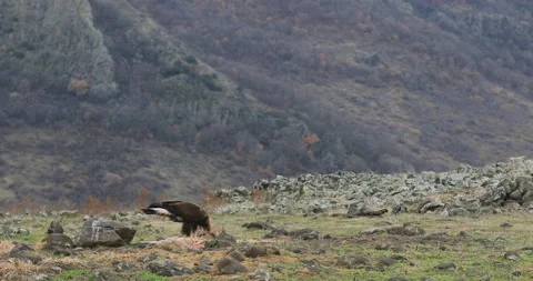 Eagle eats in the stones. Eagle and cow calf carcass. Bird feeding behaviour in  Stock Footage 164560272