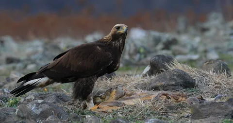 Eagle eats in the stones. Eagle and cow calf carcass. Bird feeding behaviour in  Stock Footage 164560540