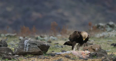 Eagle eats in the stones. Eagle and cow calf carcass. Bird feeding behaviour in  Stock Footage 164562335