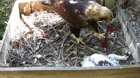 The eagle eats while her baby sits in the nest nearby Stock Footage 155443769