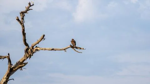 An eagle is elegantly perched upon a dry tree branch, soaring against a cloudy Stock Photos