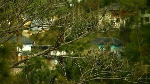Eagle enjoys on a branch 2 Video stock 102778141