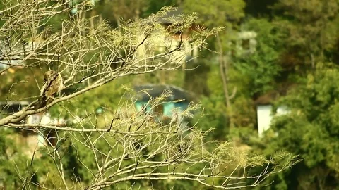 Eagle enjoys on a branch 3 Video stock 102777977