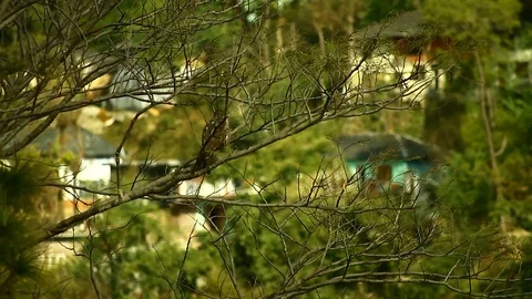 Eagle enjoys on a branch realtime Video stock 102777332