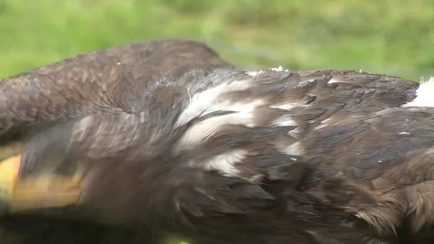 Eagle Expresses Vocalizations in Dynamic Capture Sequence Stockbeeldmateriaal 330976804