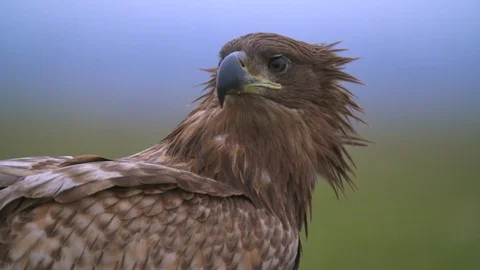 Eagle extrem closeup looking and eating - slow mo Stock Footage 95396602