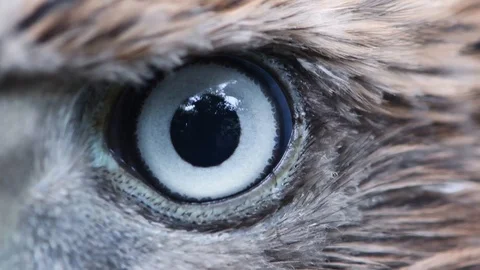 Eagle eye close-up, macro, eye of young Goshawk (Accipiter gentilis) Stock Footage