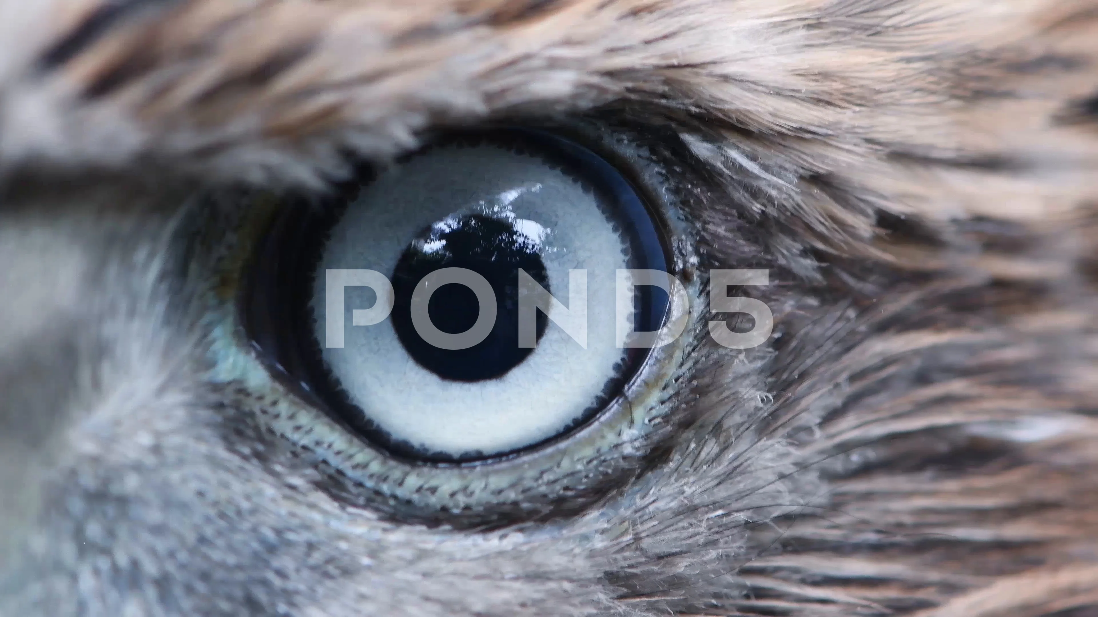 Eagle Eye Close Up Macro Eye Of Young Goshawk Accipiter Gentilis Video 92329460 Eagle Eye Close Up Macro Eye Of Young Goshawk Accipiter Gentilis Video 92329460