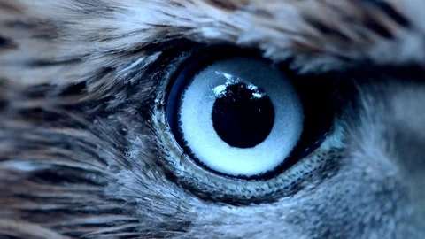 Eagle eye close-up, macro, eye of young Goshawk (Accipiter gentilis) toned Stock Footage