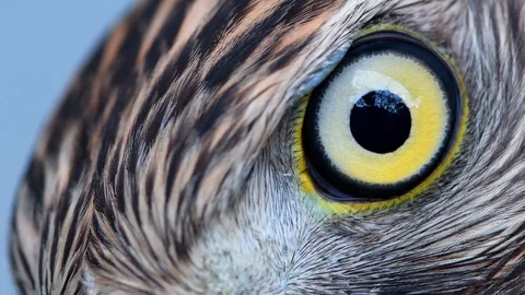 Eagle eye close-up, macro, eye of young Goshawk (Accipiter gentilis) Stock-Footage 98246326