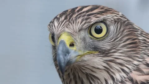 Eagle eye close-up, macro, eye of young Goshawk Accipiter gentilis Video stock 157504569