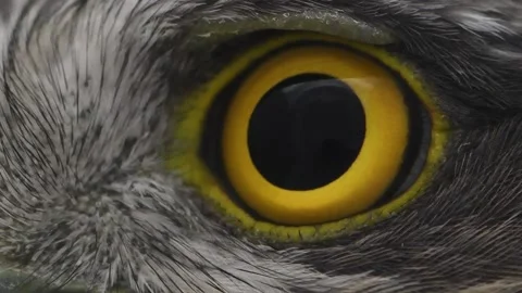Eagle eye close-up, macro, eye Eurasian Sparrowhawk Accipiter nisus Video stock 237030855