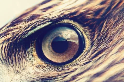 Eagle eye close-up Foto stock