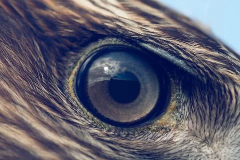 Eagle eye close-up Stock Photos