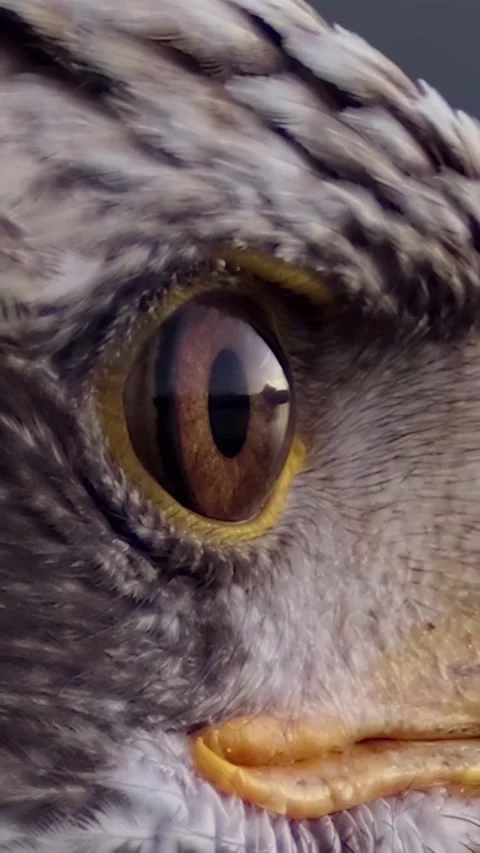 Eagle eye close-up view Stock Footage 319375030